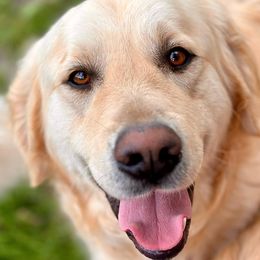 Golden Retrievers from Huntley's Goldens