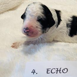 Goldendoodle Puppies from Goodland Doodles