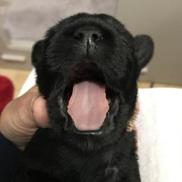 Standard Schnauzer Puppies from Stahlkrieger Standard Schnauzers