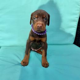 Purple Female - Red and rust female Doberman Pinscher puppy in Madison, Indiana from Jensen Dobermans and Dachshunds