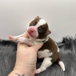 Trouble - Chocolate parti male Pomeranian puppy in Bogata, Texas from Kerrie’s Pomeranian
