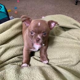 Chihuahua Puppies from Rebel’s Mighty Chihuahuas