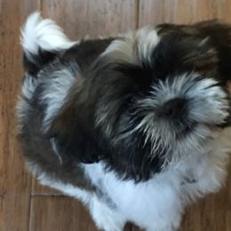 French Bulldog and Shih Tzu Puppies from Grandma Ts precious puppies