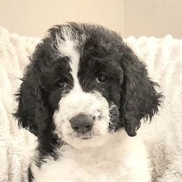 Mistletoe - Parti female Goldendoodle puppy in Orange Park, Florida from Evergrace Farm Doodles