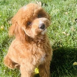 Dachshunds and Poodles from Dailey Doodles and Dachshunds