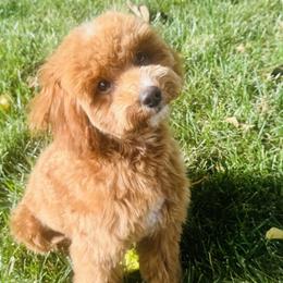 Dachshunds and Poodles from Dailey Doodles and Dachshunds
