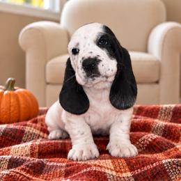 Penny - Black and white female Basset Hound puppy in Pilot Mtn, North Carolina from Lowdown Love Basset Hounds