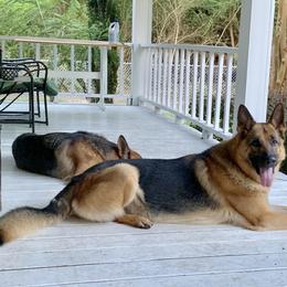 German Shepherd All Grown Up from Angel Oak German Shepherds