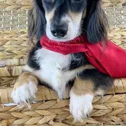 Sparky - Dachshund