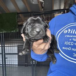 Green - Black male Labrador Retriever puppy in Newton Grove, North Carolina from Wayalife Labradors & Gsp’s