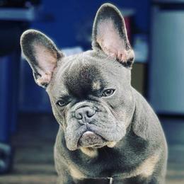 French Bulldogs from French Bulldog Houston