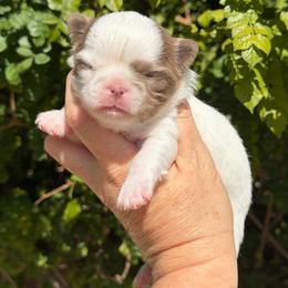 Gage - Blue and white male Chihuahua puppy in Newport Beach, California from Exotic City Pomeranians and chihuahuas