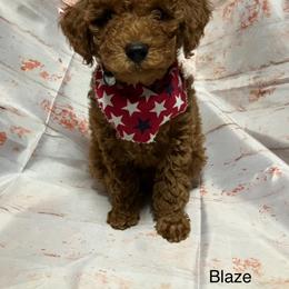 Poodle Puppies from Firebird Toy Poodles