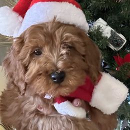 Simon - Apricot male Goldendoodle puppy in Mint Hill, North Carolina from DoodleForever