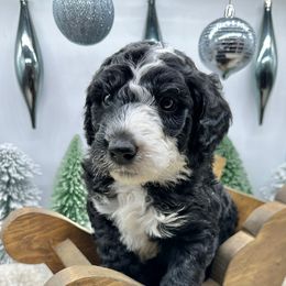 Phantom - Black and white male Sheepadoodle puppy in Thornville, Ohio from Four Front Doodles & Friends