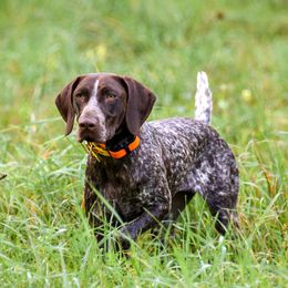 German Shorthaired Pointers from High Caliber Kennel