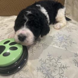 Toby - Parti male Poodle puppy in Mobile, Alabama from Semmy’s Standard Poodle LLC