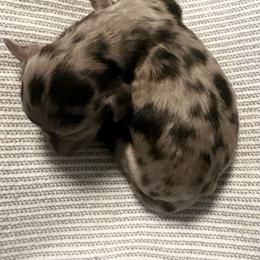 Tiny dapple girl - Dapple female Dachshund puppy in Newark, Delaware from Rich Point