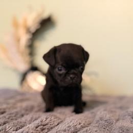 June - Black female Pug puppy in Smiths Station, Alabama from Magnolia Pugs
