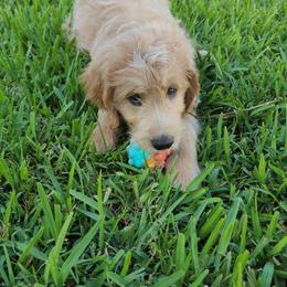 Goldendoodle Puppies from Costa's Curly Canines