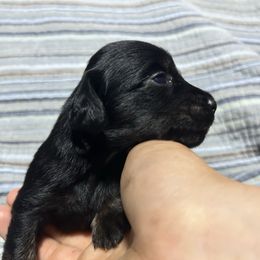 Midnight - Black male Dachshund puppy in Vale, Oregon from Hobby Horse Homestead Mini Doxies