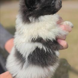 BluBelle - Blue parti female Pomeranian puppy in Gun Barrel City, Texas from Petite Poms