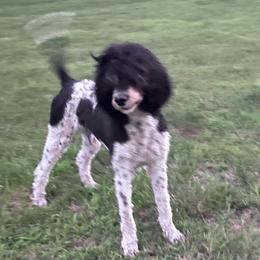 Leo - Poodle
