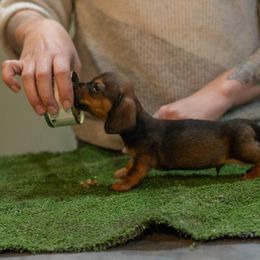 Brooks-ending Evaluation - Red male Dachshund puppy in Auxvasse, Missouri from Above Par Kennels