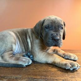 Hunter green collar - Fawn male Great Dane puppy in Ider, Alabama from Sand Mountain Danes LLC