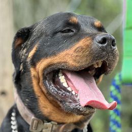 Rottweilers from Spartan Rottweilers