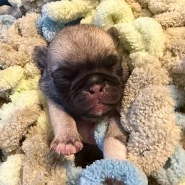 Luke (blue) - Fawn male Pug puppy in Hereford, Arizona from Broken Road Ranch Pugs