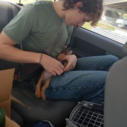Australian Terrier and Cairn Terrier Puppies from Cedar Forrest Terriers LLC (Cairns & Australian Terriers)