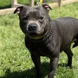 Ares - Staffordshire Bull Terrier