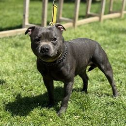 Ares - Staffordshire Bull Terrier