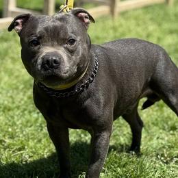 Ares - Staffordshire Bull Terrier