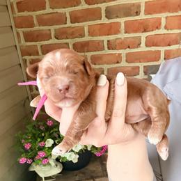 Sadie - Red female Cockapoo puppy in Denver, Pennsylvania from Greenview Puppies