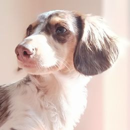 Dachshunds from FurEveritts Dachshunds