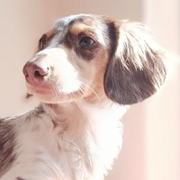 Dachshunds from FurEveritts Dachshunds