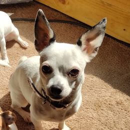 Gypsy - Chihuahua