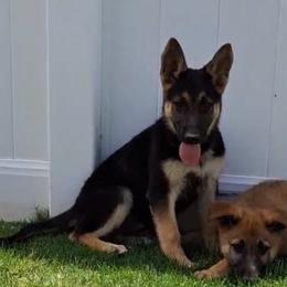 Yanette - Black and tan female German Shepherd puppy in Whitewater, California from Vom Haus Metzler Shepherds