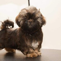 Mocha - Shih Tzu