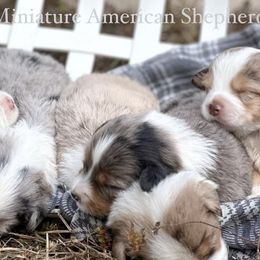 Miniature American Shepherds from Calyx Miniature American Shepherds