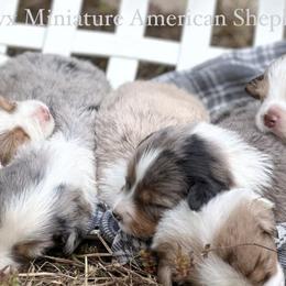 Miniature American Shepherds from Calyx Miniature American Shepherds