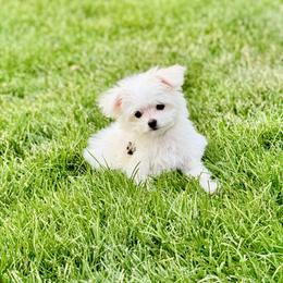 Maltese All Grown Up from Little Fluffs and Friends