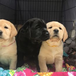 Labrador Retriever Puppies from Angelita Crawford