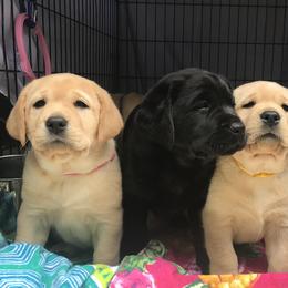 Labrador Retriever Puppies from Angelita Crawford