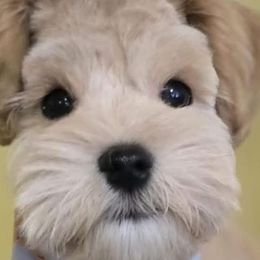 Miniature Schnauzers from True Love Schnauzers