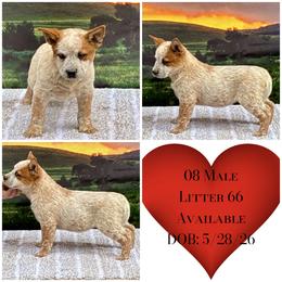 L66-08 - Red mottled male Australian Cattle Dog puppy in Sheridan, Oregon from 6pk Cattledogs