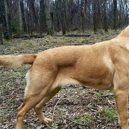 American Bullies and Labrador Retrievers from RBR Kennel-Ross Bullies & Retrievers