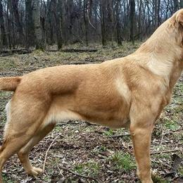 American Bullies and Labrador Retrievers from RBR Kennel-Ross Bullies & Retrievers